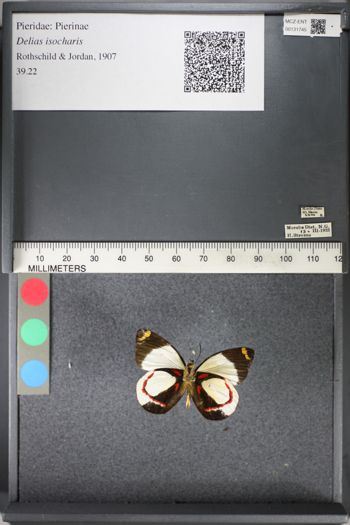 Media type: image;   Entomology 131745